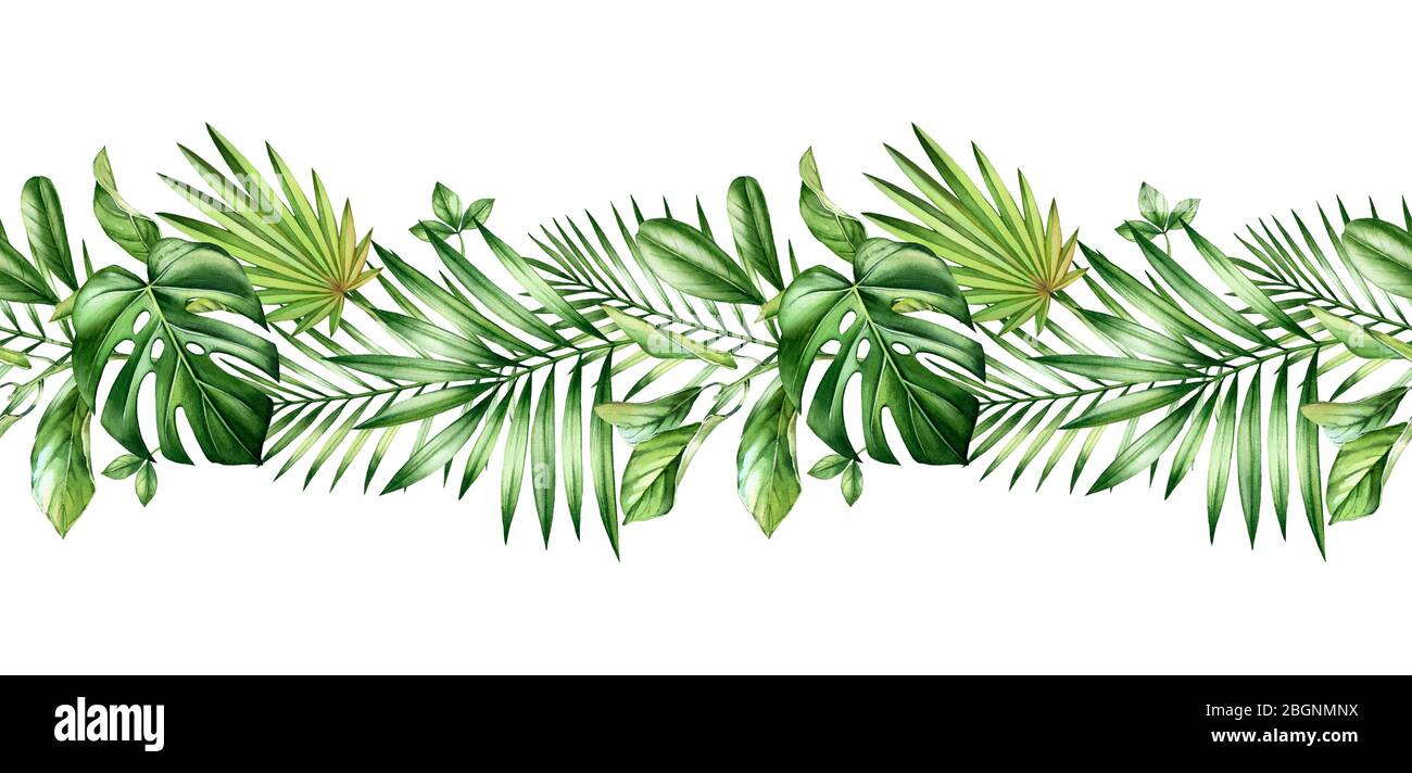 Watercolor tropicale senza cuciture bordo. Schema repetitivo. Decorazione orizzontale con vegetazione giungla. Foglie di palma esotiche, monstera, isolate su bianco Foto Stock