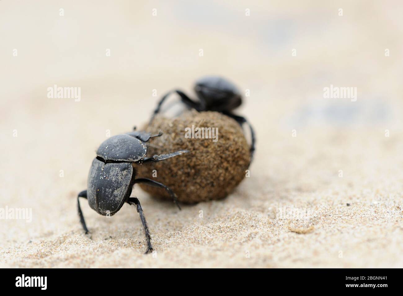 coleotteri di sterco sulla spiaggia di sabbia che lottano per la palla Foto Stock