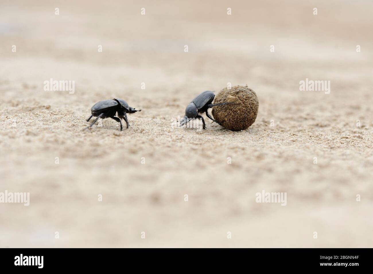 coleotteri di sterco sulla spiaggia di sabbia che lottano per la palla Foto Stock