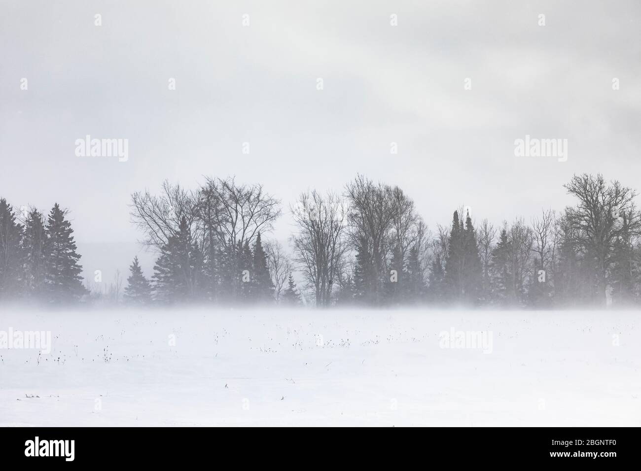 Hedgerow e neve soffiata in una fattoria nella parte orientale della penisola superiore, Michigan, Stati Uniti Foto Stock