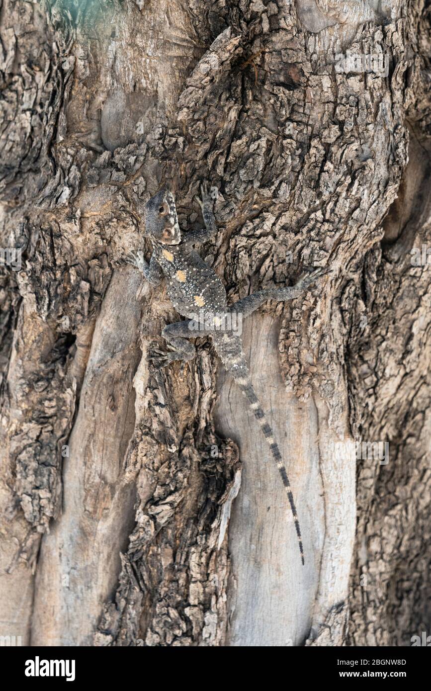 Israele, UNA Roughtail Rock AGAMA, Stellagama stellio, noto anche come la stella AGAMA, su un albero nel sito archeologico di Magdala sul mare di Galilea. Foto Stock