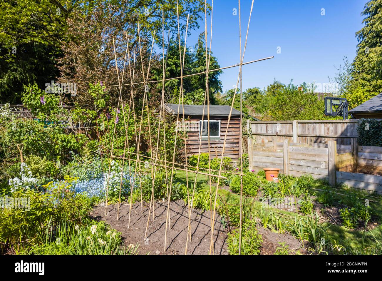 Home made bambù canna A-telaio sostegno di cresta per l'arrampicata piante come runner fagioli o piselli dolci, in un giardino in Surrey, sud-est Inghilterra Foto Stock