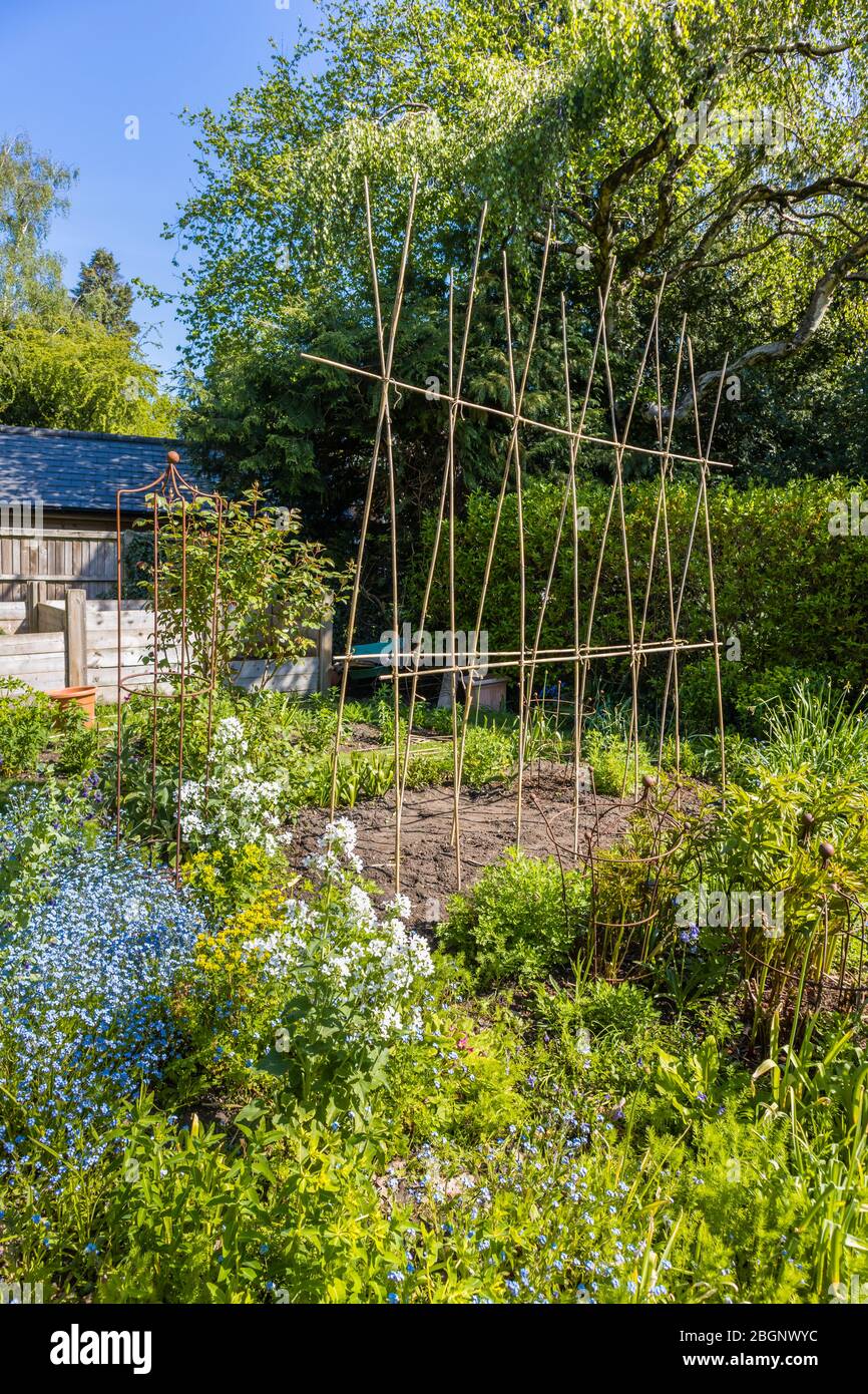 Home made bambù canna A-telaio sostegno di cresta per l'arrampicata piante come runner fagioli o piselli dolci, in un giardino in Surrey, sud-est Inghilterra Foto Stock