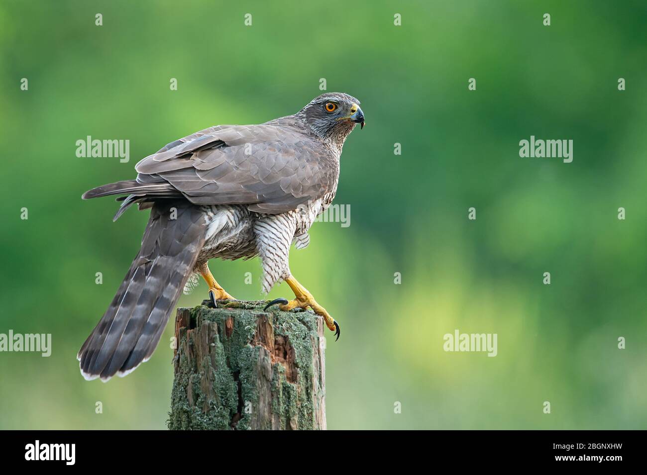 Il Goshawk settentrionale, paesi bassi Foto Stock