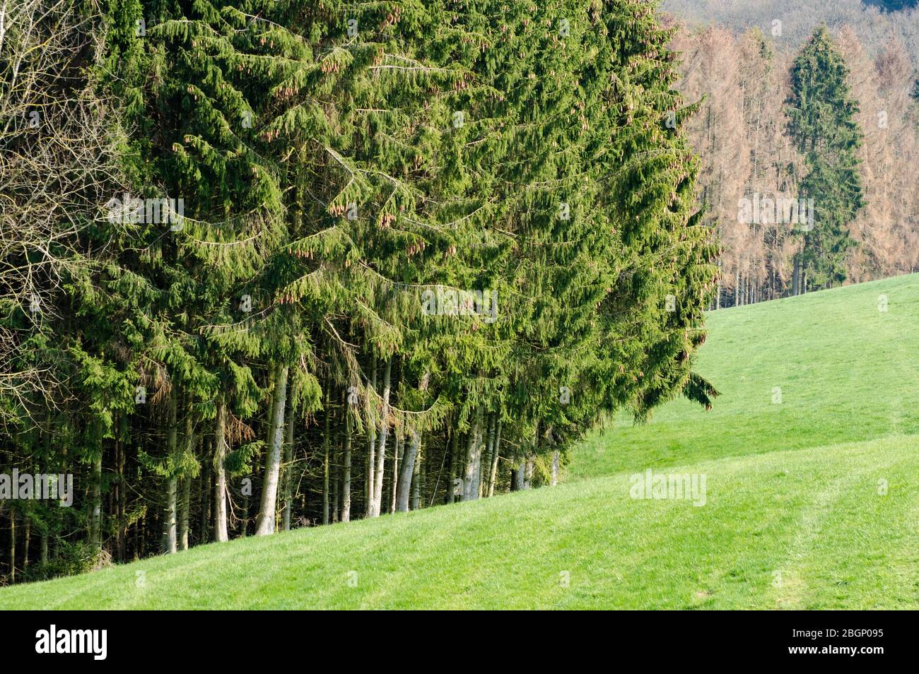 Foresta in Renania-Palatinato, Germania, Europa occidentale Foto Stock