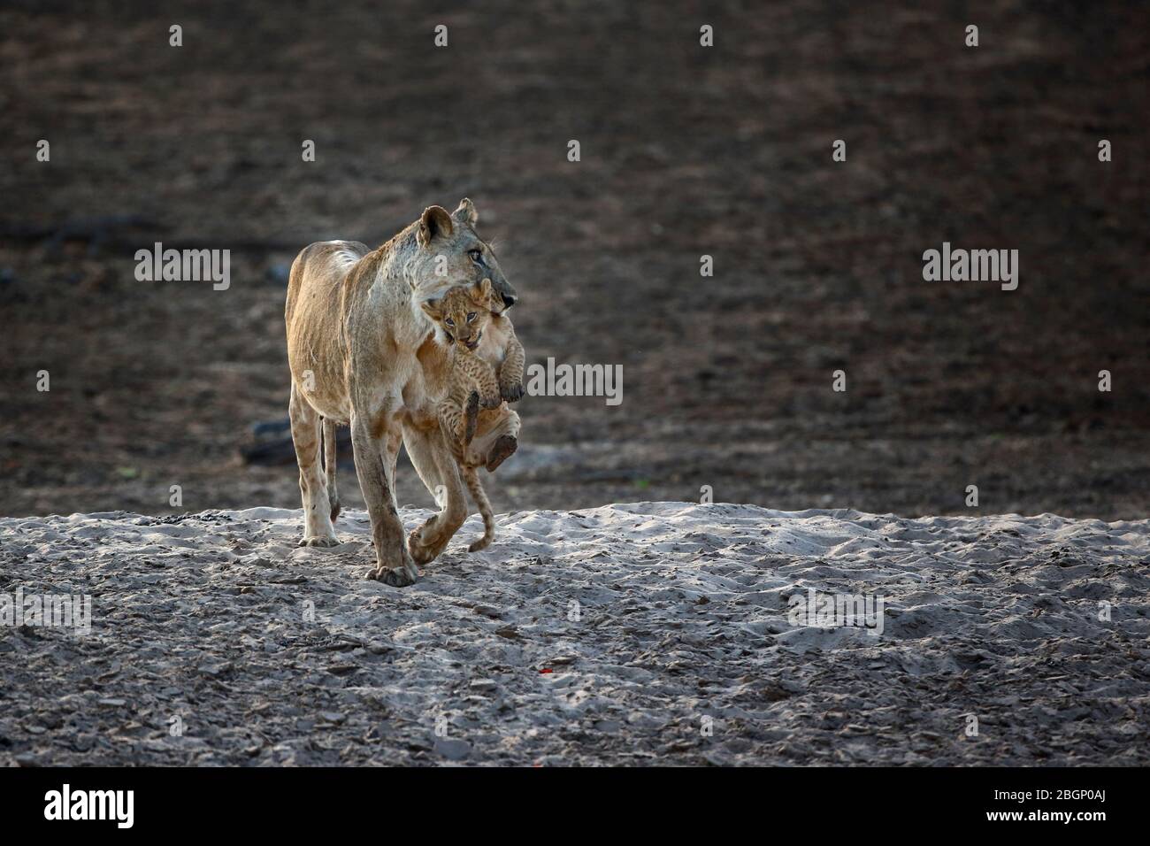 Una leonessa porta il suo cucciolo sulle rive del fiume Luangwa, Zambia. Foto Stock