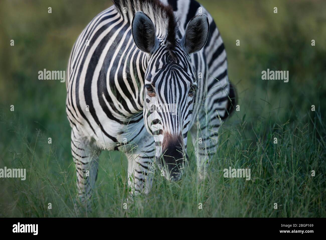 Zebra che si alimenta in erba verde e superiore, Delta Okavango - Botswana. Foto Stock