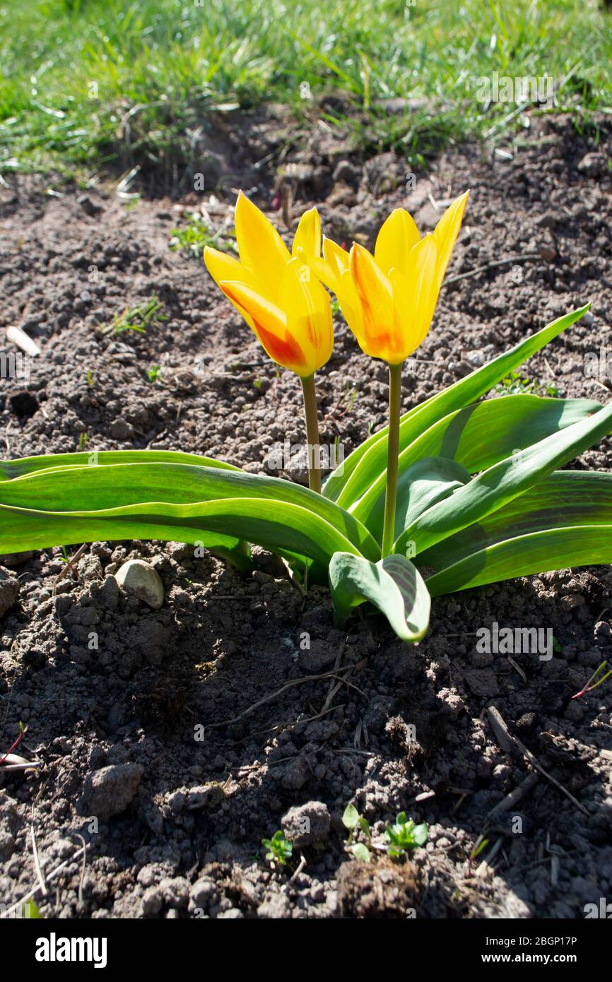 Tulipani, Gran Premio, giallo e rosso o arancio in fiore in un giardino, immagine verticale Foto Stock
