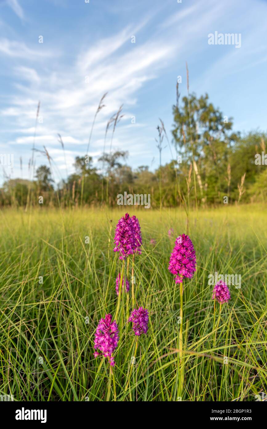 Orchidea piramidale macro di orchidee selvatiche, Francia Foto Stock