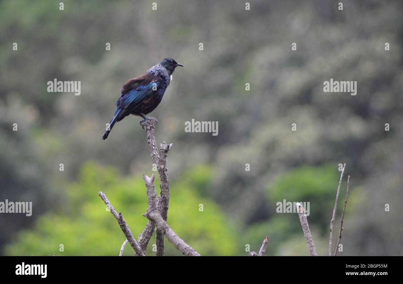 Uccello blu e nero su un ramo Foto Stock