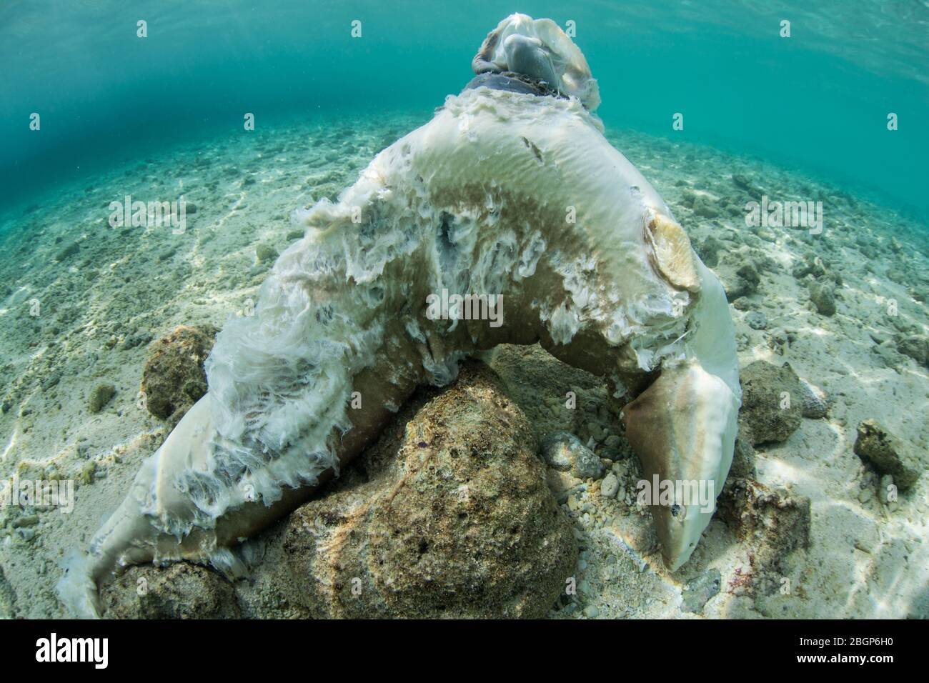 Uno squalo della barriera corallina Blacktip è stato catturato dai pescatori e ha avuto le sue pinne affettate per il commercio della pinna di squalo. Questa pratica immorale è dilagante in Asia. Foto Stock