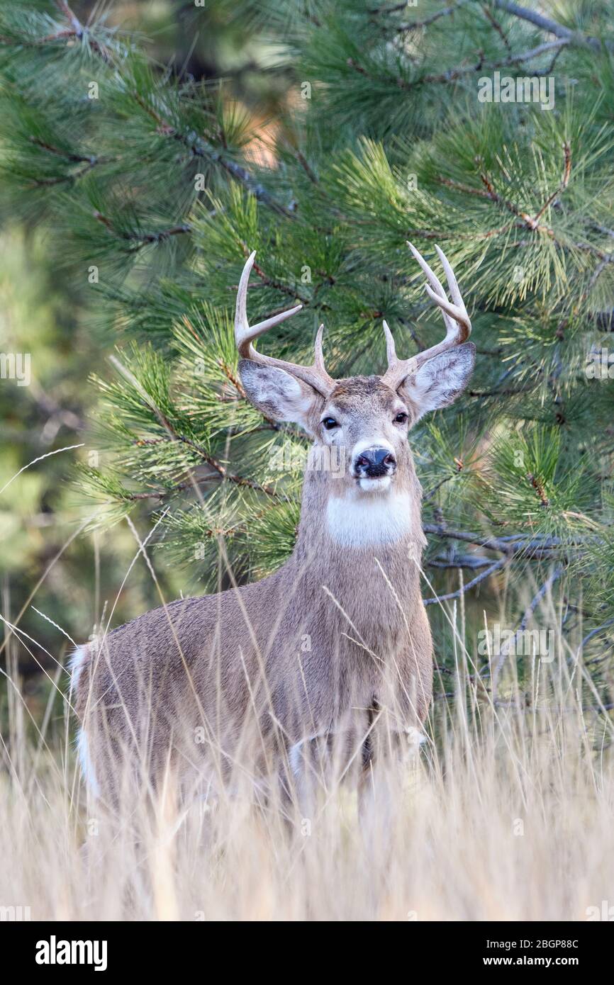 Scopata di cervo dalla coda bianca (Odocoileus virginianus), USA occidentali Foto Stock