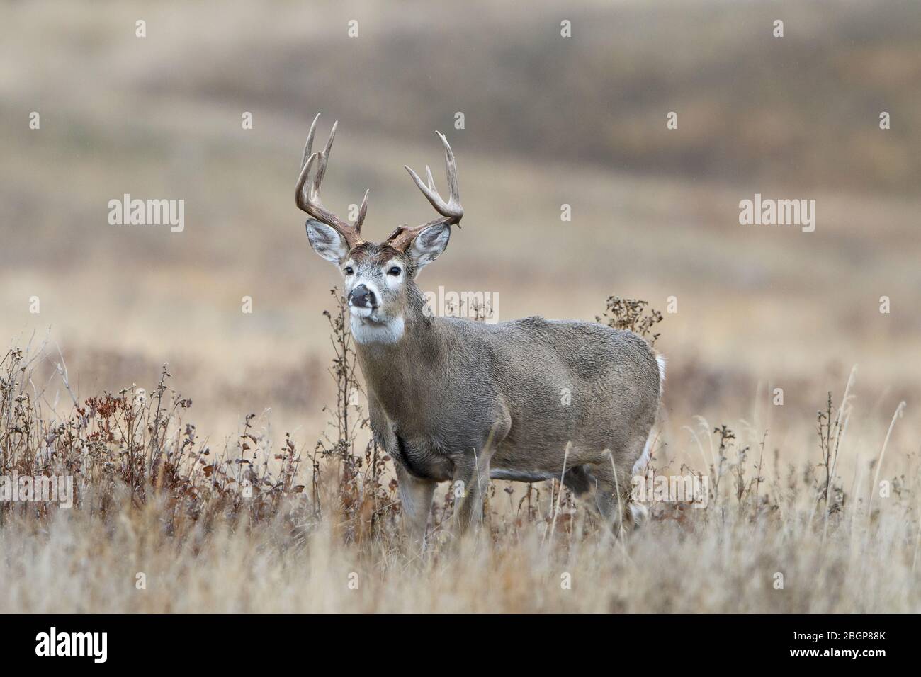 Scopata di cervo dalla coda bianca (Odocoileus virginianus), USA occidentali Foto Stock