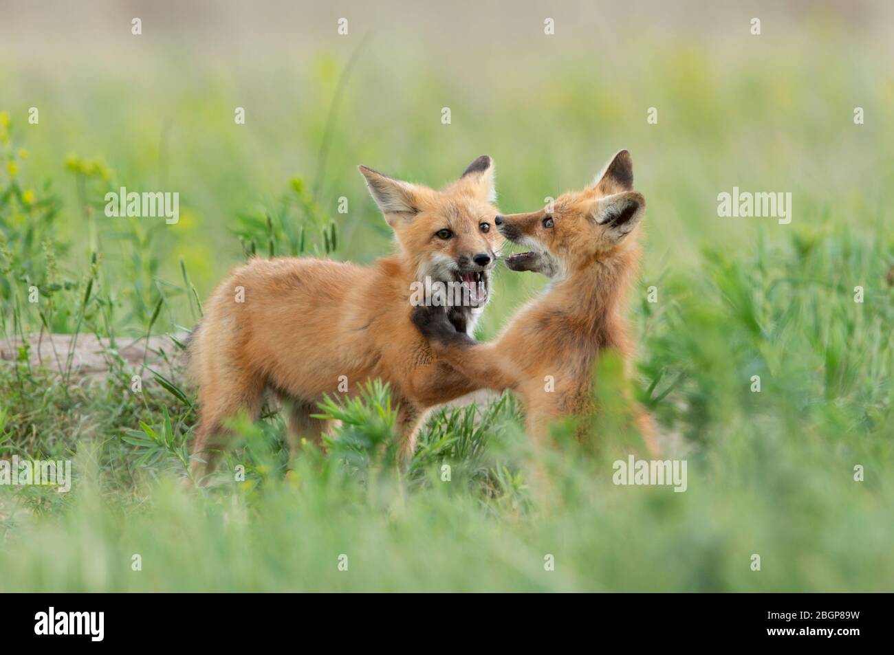 Red Fox (Vulpes vulpes) kit gioco combattimento, Montana, Stati Uniti Foto Stock