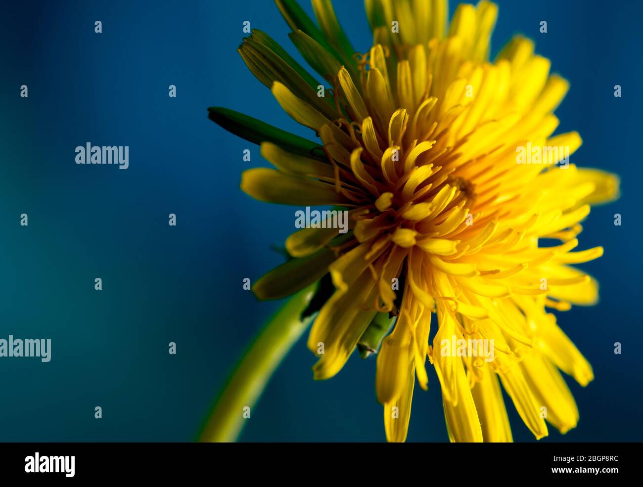 Sow thistle, piccolo fiore di dente di leone Foto Stock