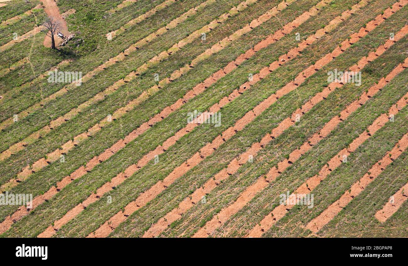 Foto aerea dei campi agricoli e di un albero isolato Foto Stock