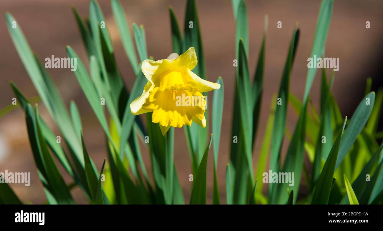 Un singolo Daphodil fiorisce in una mattina primaverile Foto Stock