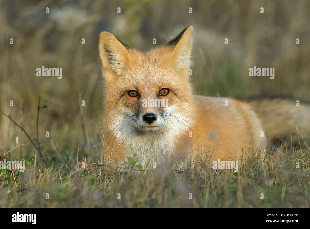 Volpe rossa (vulpes vulpes), riposante in erba, Nord America, di Dominique Braud/Dembinsky Photo Assoc Foto Stock