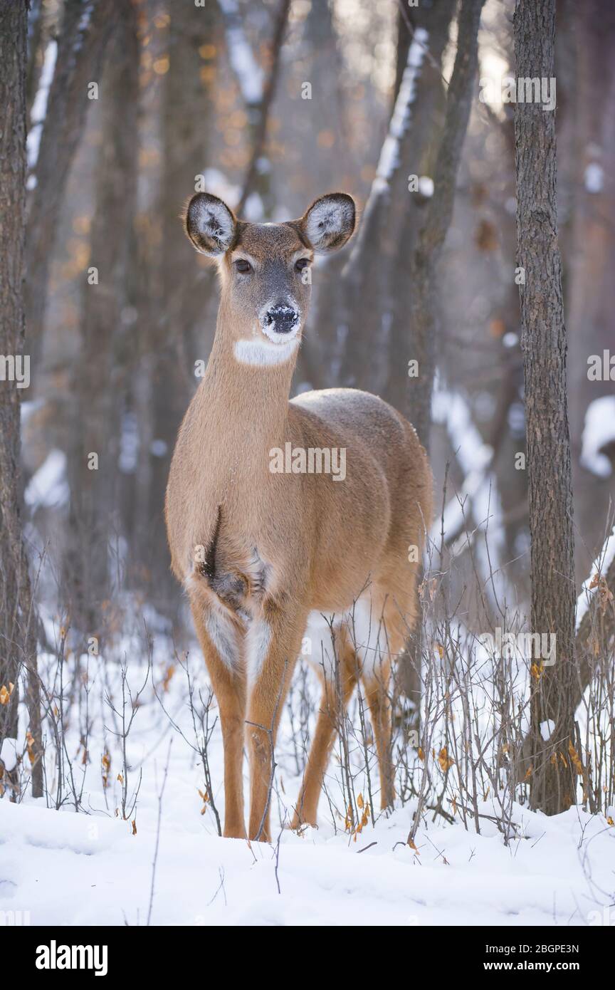 Cervo dalla coda bianca (Odocoileus virginianus), Nord America orientale, di Dominique Braud/Dembinsky Photo Assoc Foto Stock