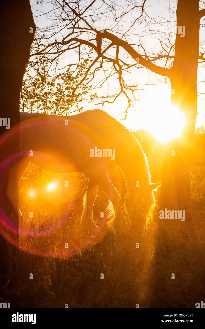 Il cavallo bianco grata l'erba su uno sfondo tramonto nel campo. Foto Stock