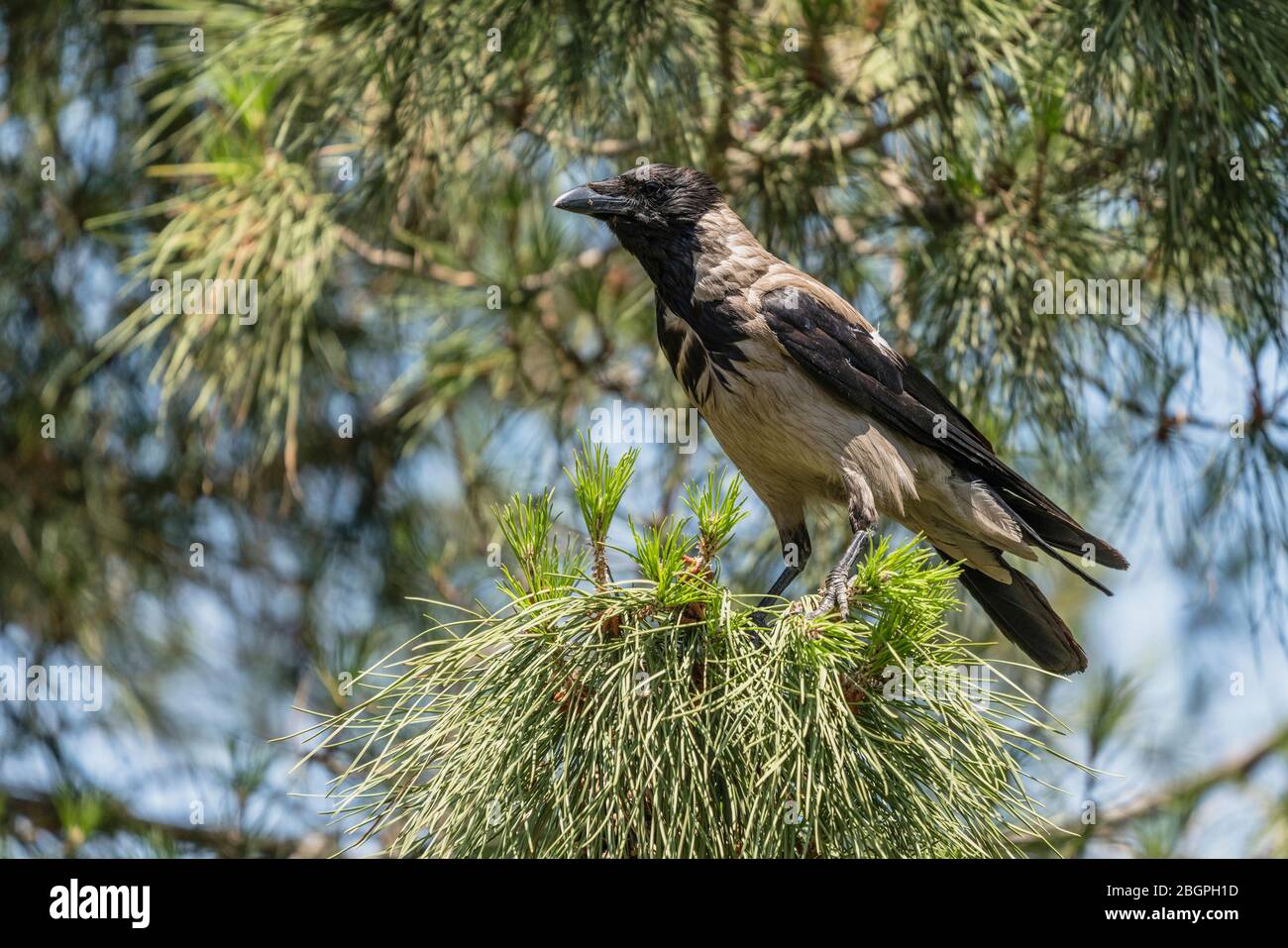 Israele, Gerusalemme, Monte degli Ulivi, CORNIX corvus, Il corvo con cappuccio è una specie di uccelli eurasiatica ampiamente distribuita nell'Europa settentrionale, orientale e sudorientale e in parti del Medio Oriente. Si chiama anche Scotch Crow, Danish Crow, Grey Crow e in Germania, Mist Crow. Foto Stock