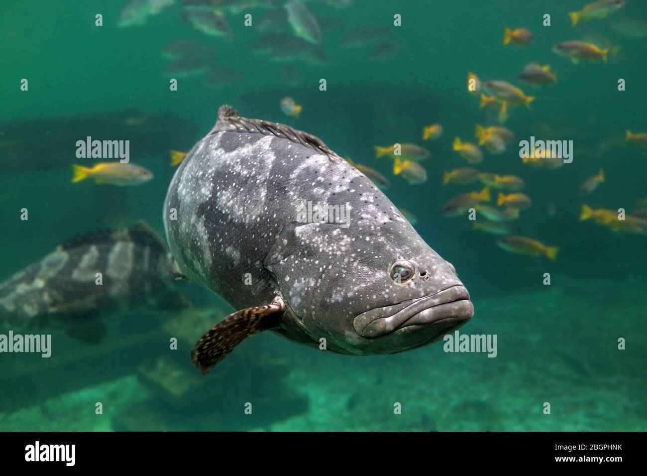 Cernie giganti o cernie marroni con macchie di pesce nuotano sotto acqua di mare verde con luce solare. Foto Stock