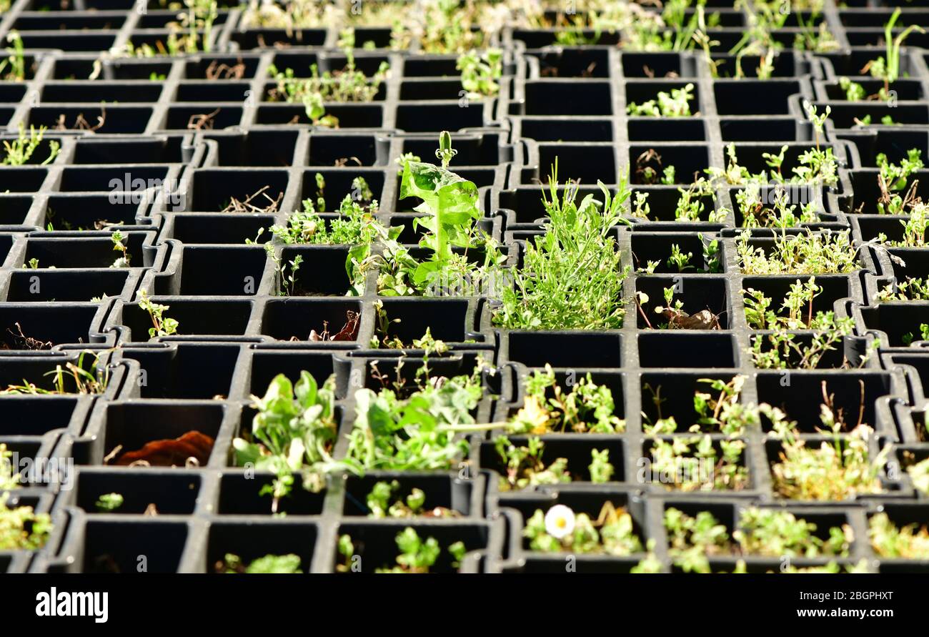 Asfaltatrici a griglia in plastica piene di piante e erba Foto Stock