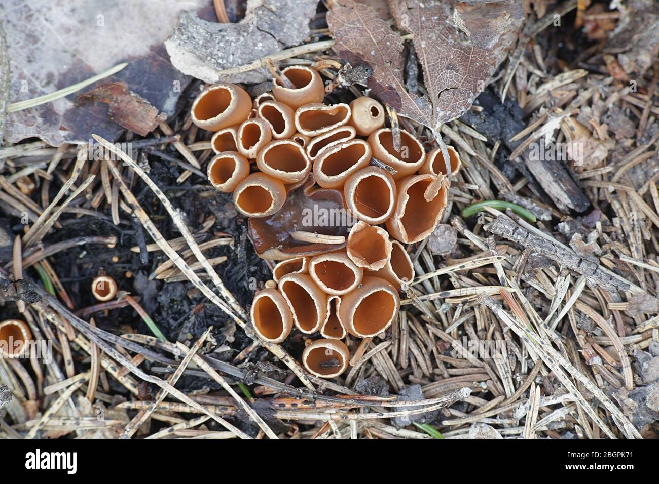 Geopyxis carbonaria, noto come il carbone amorevole elf-cup, dwarf acorn cup, sgambate falò tazza o tazza pixie Foto Stock