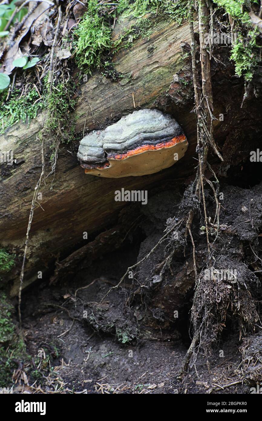 Fomitopsis pinicola, un fungo di decadimento dello stelo, noto come il conca della cintura rossa o fungo a staffa con cintura rossa, polipore selvatico dalla Finlandia Foto Stock