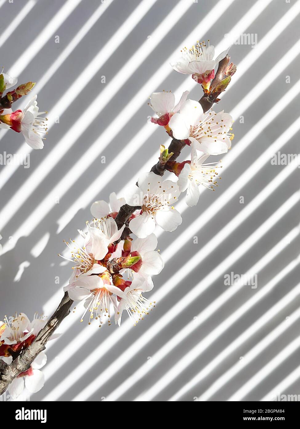 Fiori di primavera e strisce di ombre sulla parete Foto Stock