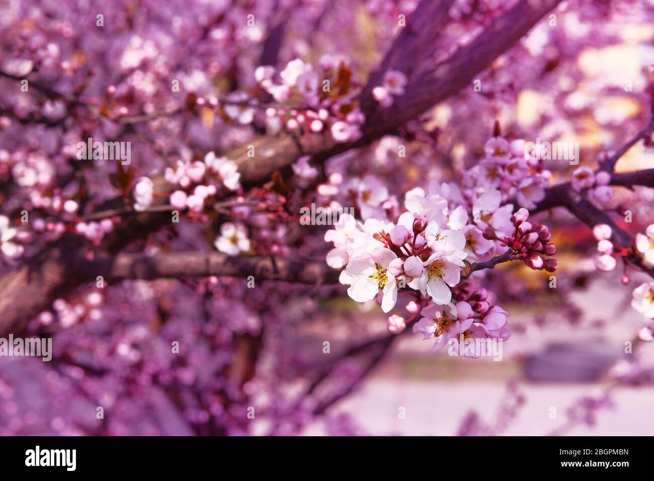 Fiori di albicocca fioriti con petali bianchi. Primavera sfondo sfocato della natura, colore rosa. Biglietto d'auguri per il giorno delle donne. Giardino giapponese fiorente. Foto Stock