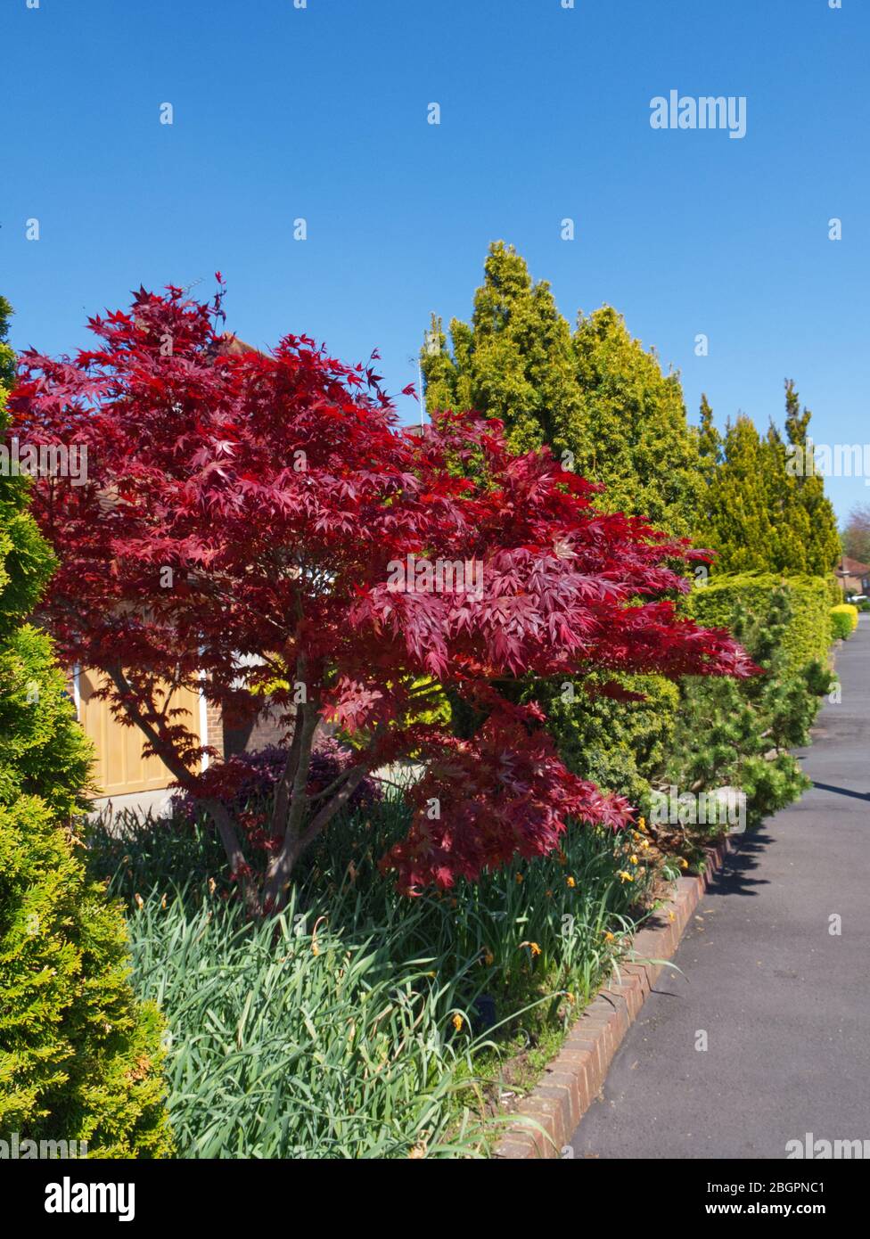 Coronavirus strade deserte. Magnifici alberi Acer nella loro gloria piena di primavera. L'abbondanza della natura non è mai più bella. Foto Stock