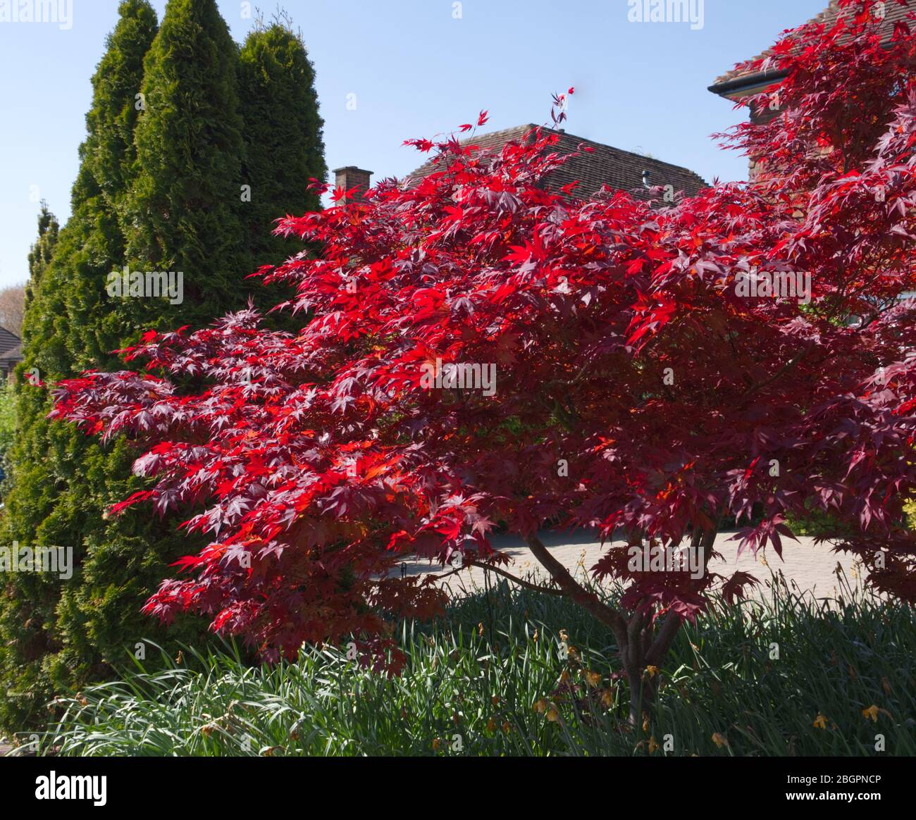 Coronavirus strade deserte. Magnifici alberi Acer nella loro gloria piena di primavera. L'abbondanza della natura non è mai più bella. Foto Stock