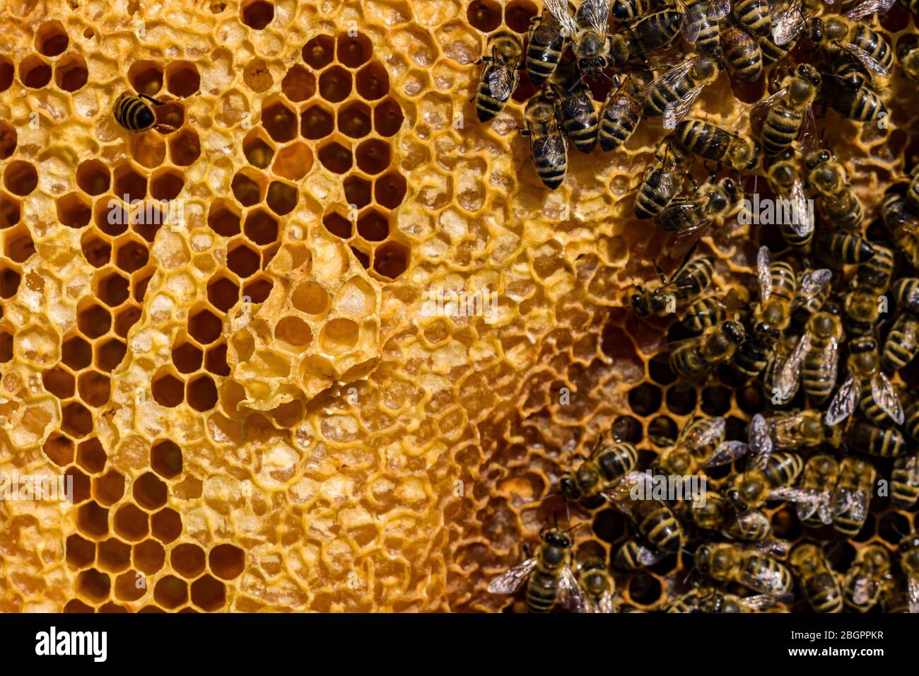 Molte api mellifere di carniola (Apis mellifera carnica) strisciare su un nido d'ape, alcune delle cellule sigillate Foto Stock