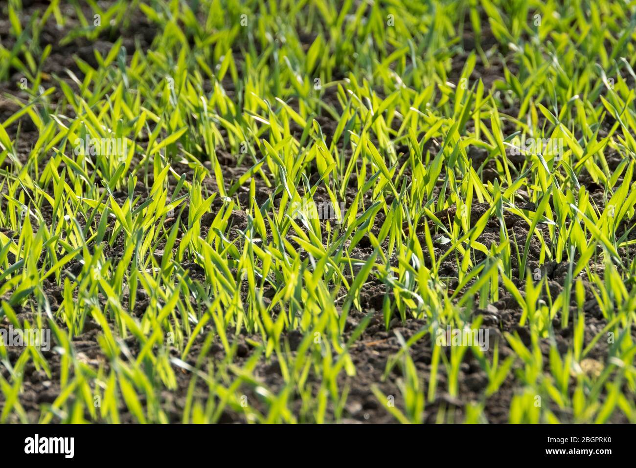 Spring Barley che attraversa il suolo, West Lothian, Scozia UK. Foto Stock