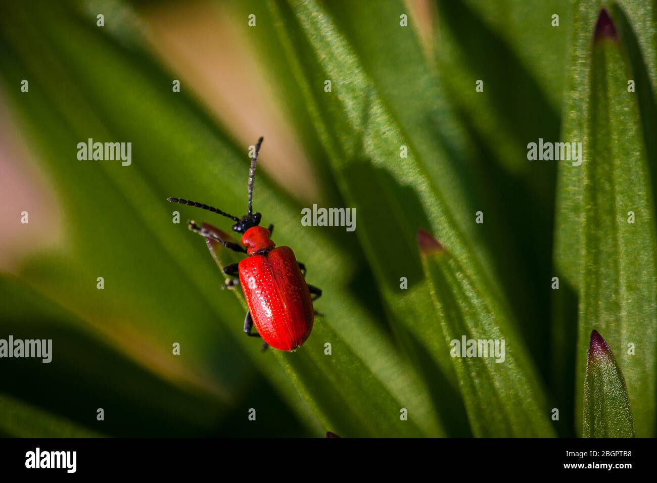 Scarlatto di giglio, Lilioceris lilii, su una pianta vicino al lago Vansjø a Østfold, Norvegia. Foto Stock