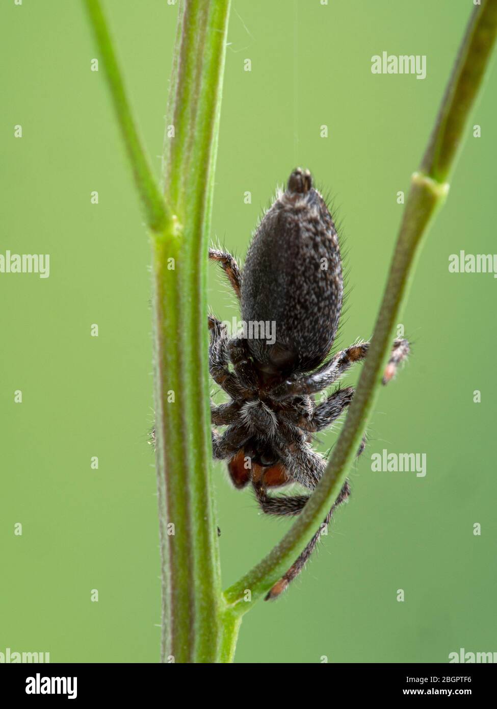 Un ragno di salto molto fuzzy (Platycryptus californicus) che si aggrappava sui gambi delle piante, visto dal basso. Fotografato a Delta, British Columbia, Canada Foto Stock