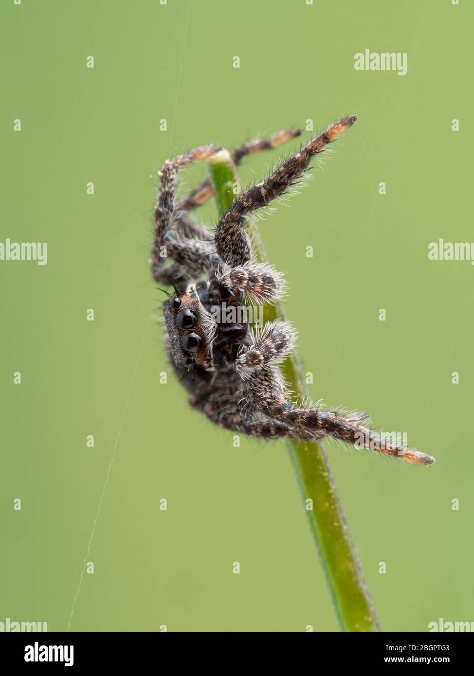 Un carino ragno di salto (Platycryptus californicus) che si posa lateralmente su un gambo di pianta, di fronte alla macchina fotografica. Fotografato a Delta, British Columbia, Canada Foto Stock