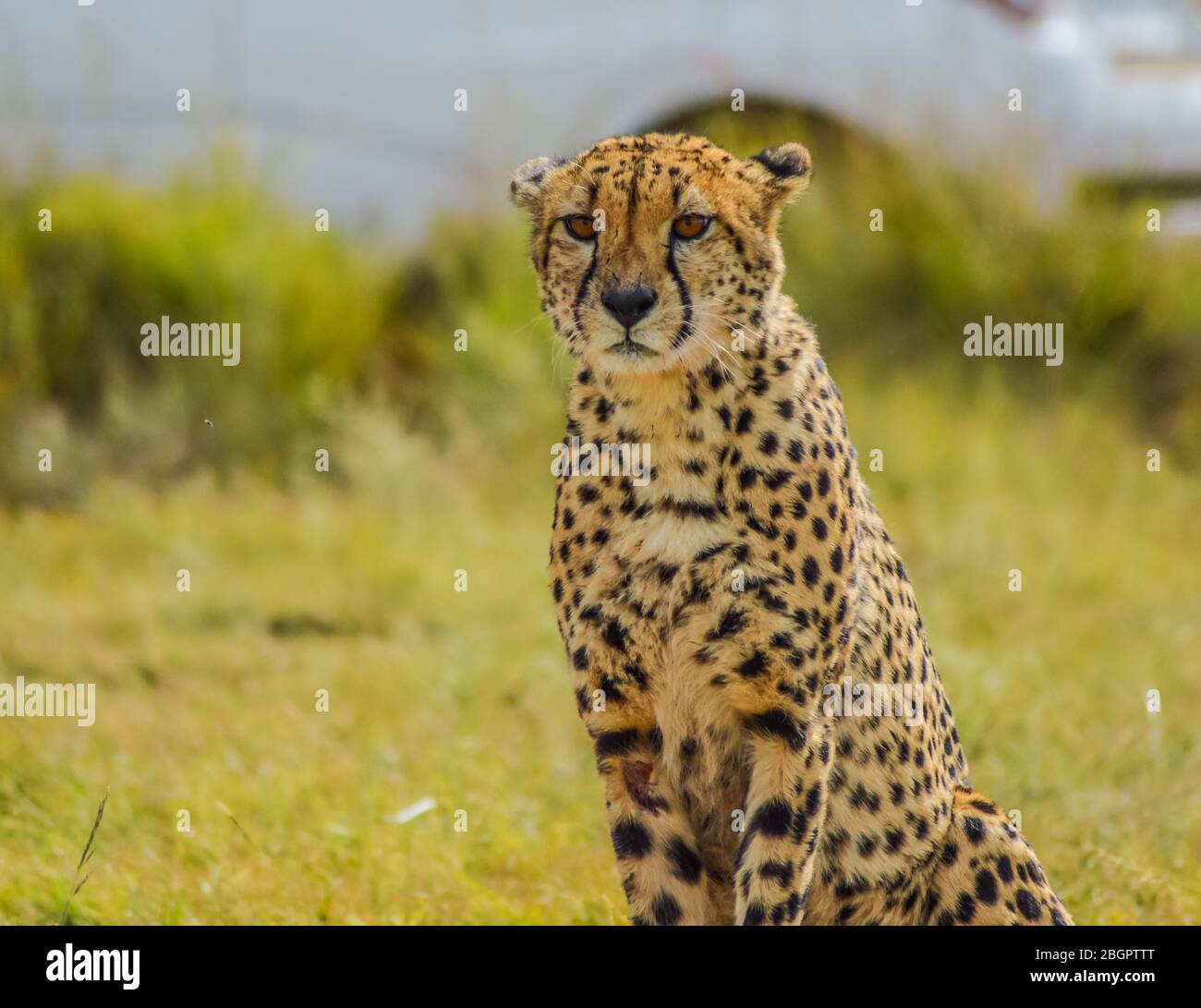 Primo piano ritratto di una Cheetah maculata in Sud Africa riserva di gioco Foto Stock