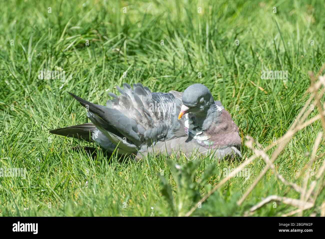 Piccione di legno comune (Columba palumbus) preening in un giardino britannico Foto Stock