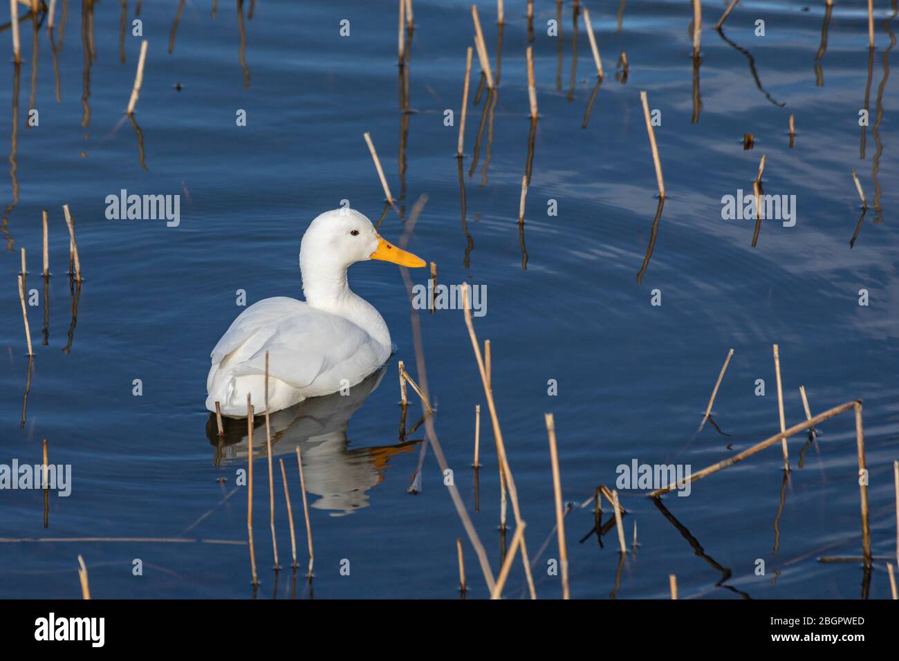 Anatra di mallardo bianco e leucistico (Anas platyrhynchos) nella baia di Töölönlahti, Helsinki, Finlandia Foto Stock