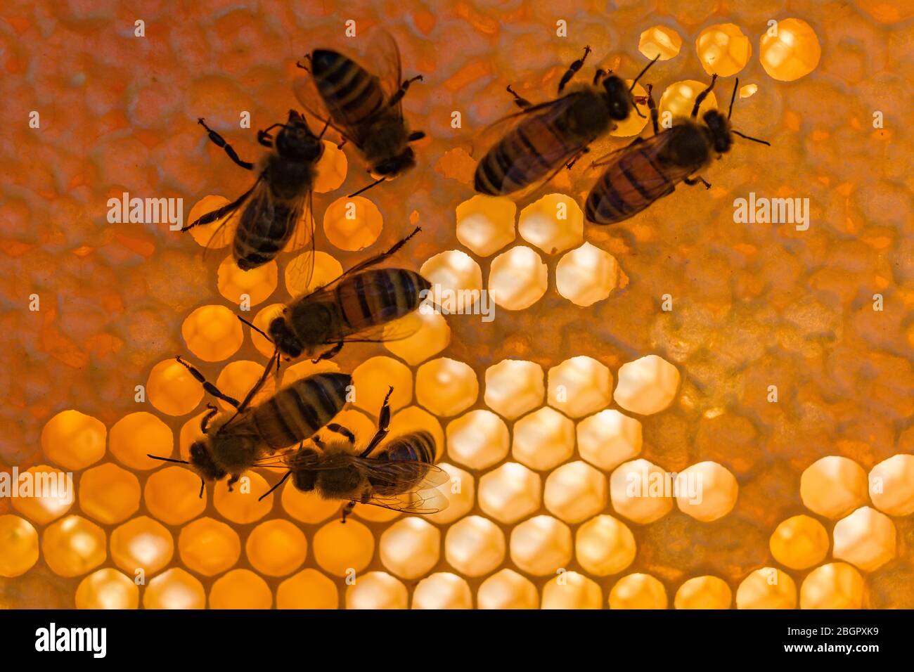 Alcune api mellifere di carniola (Apis mellifera carnica) strisciare su un nido d'ape, alcune delle cellule sigillate Foto Stock