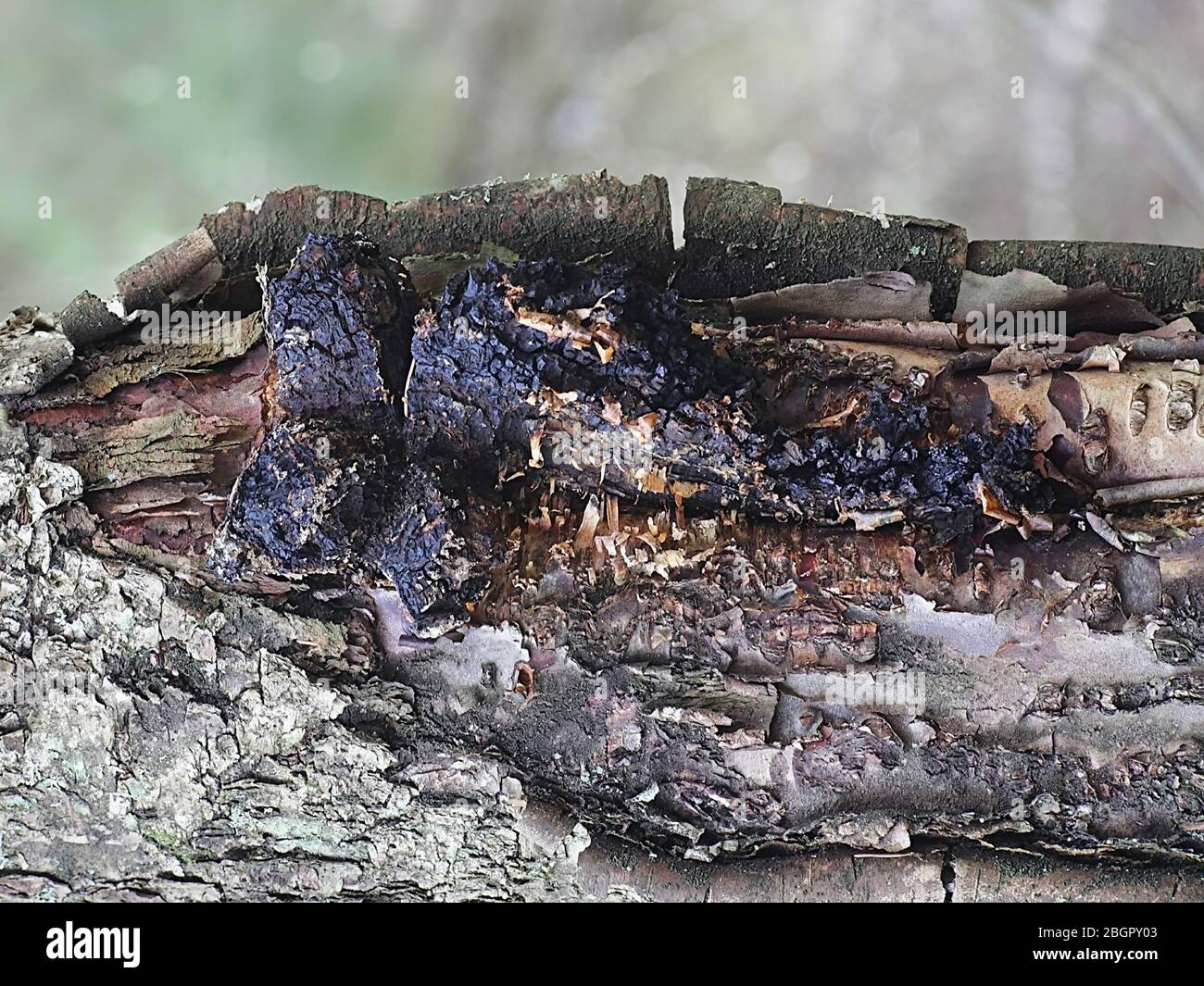 Inonotus oblquus, comunemente noto come chaga, un fungo medicinale dalla Finlandia Foto Stock