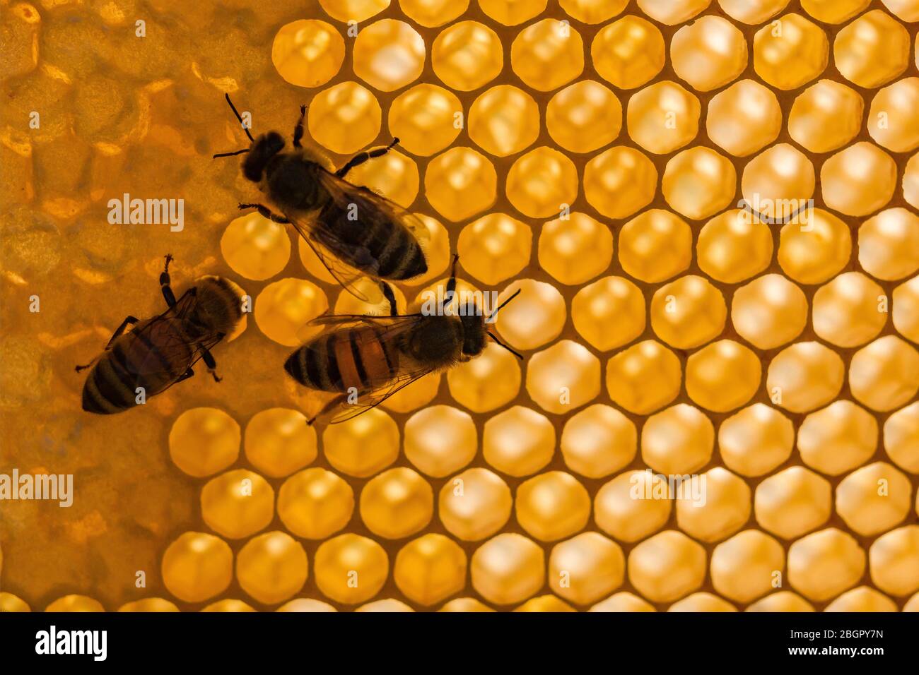 Alcune api mellifere di carniola (Apis mellifera carnica) strisciare su un nido d'ape, alcune delle cellule sigillate Foto Stock