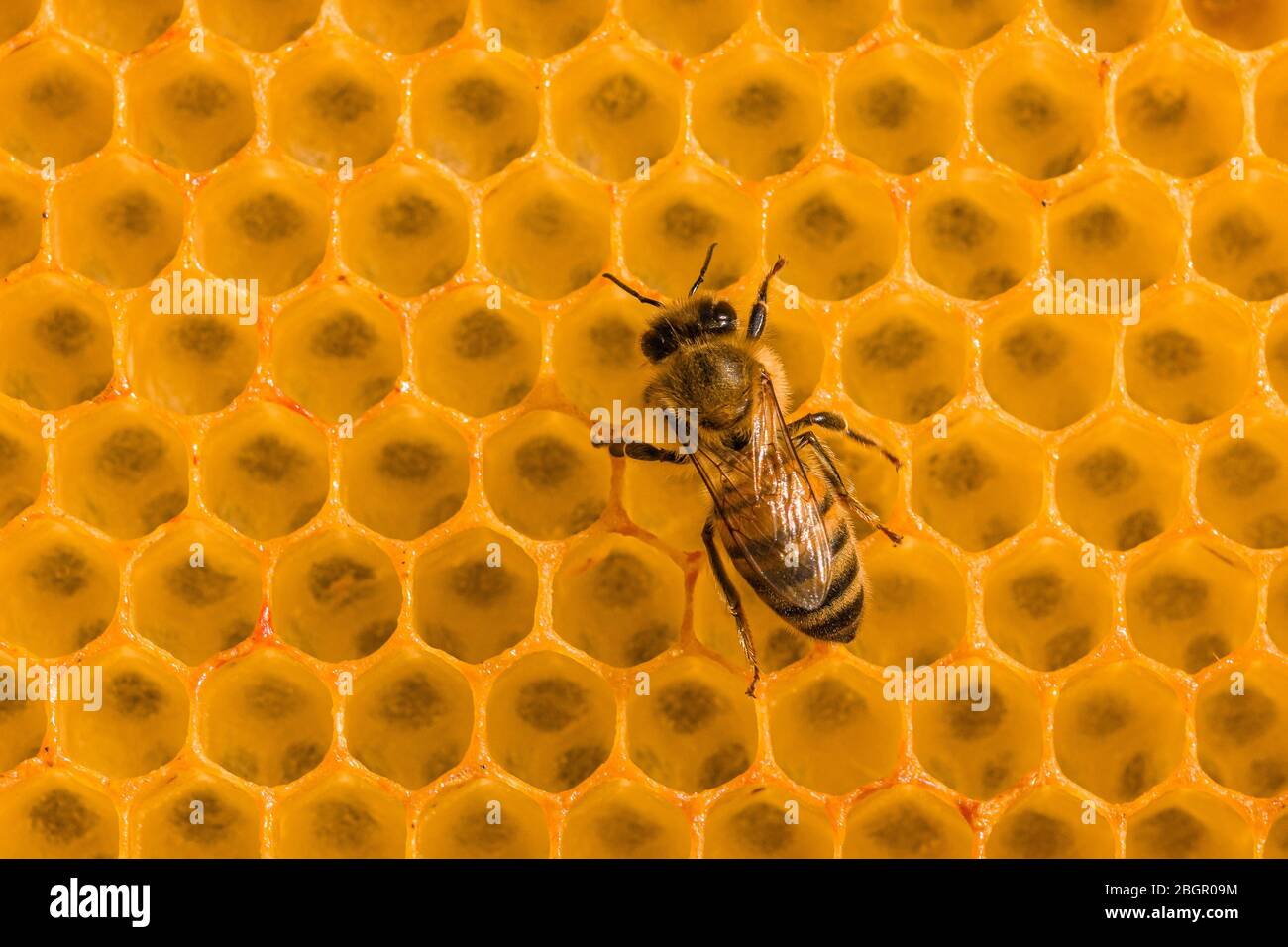 Un'ape di miele carniola (Apis mellifera carnica) che striscia su un nido d'ape Foto Stock