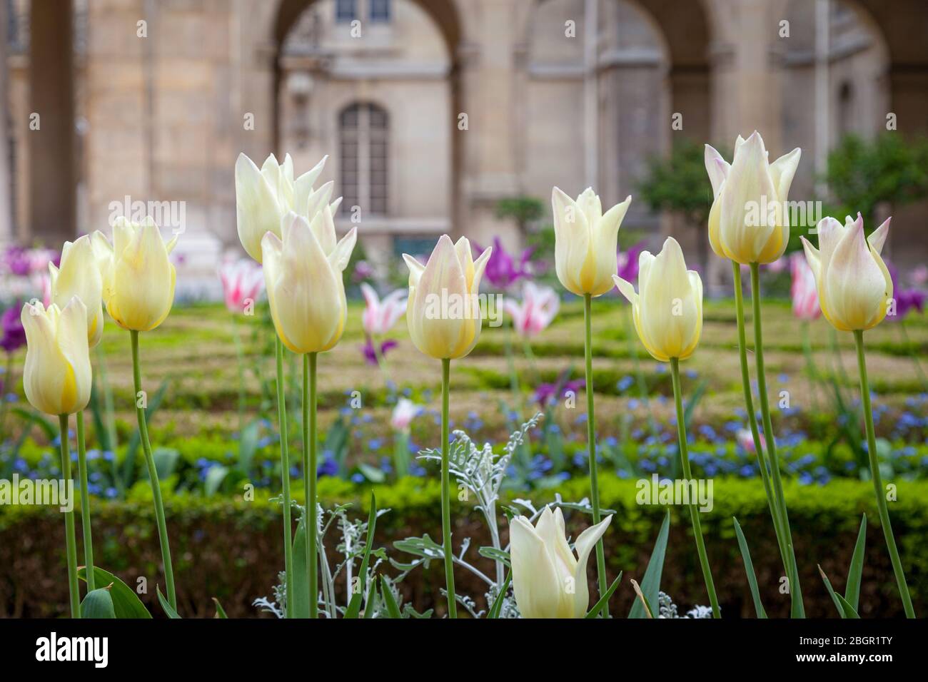 Tulipani che crescono nel giardino dell'Hotel Carnavalet nel Marais, Parigi, Francia Foto Stock