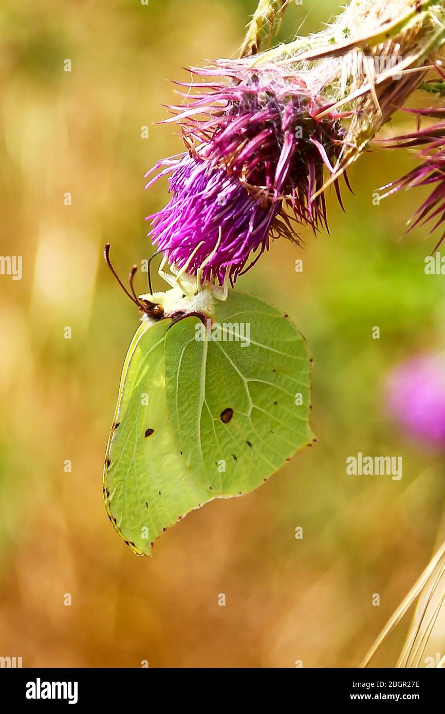 Una farfalla Brimstone comune (Gonepteryx rhamni) su un Thistle comune, (Cirsium vulgare), Inghilterra Regno Unito Foto Stock