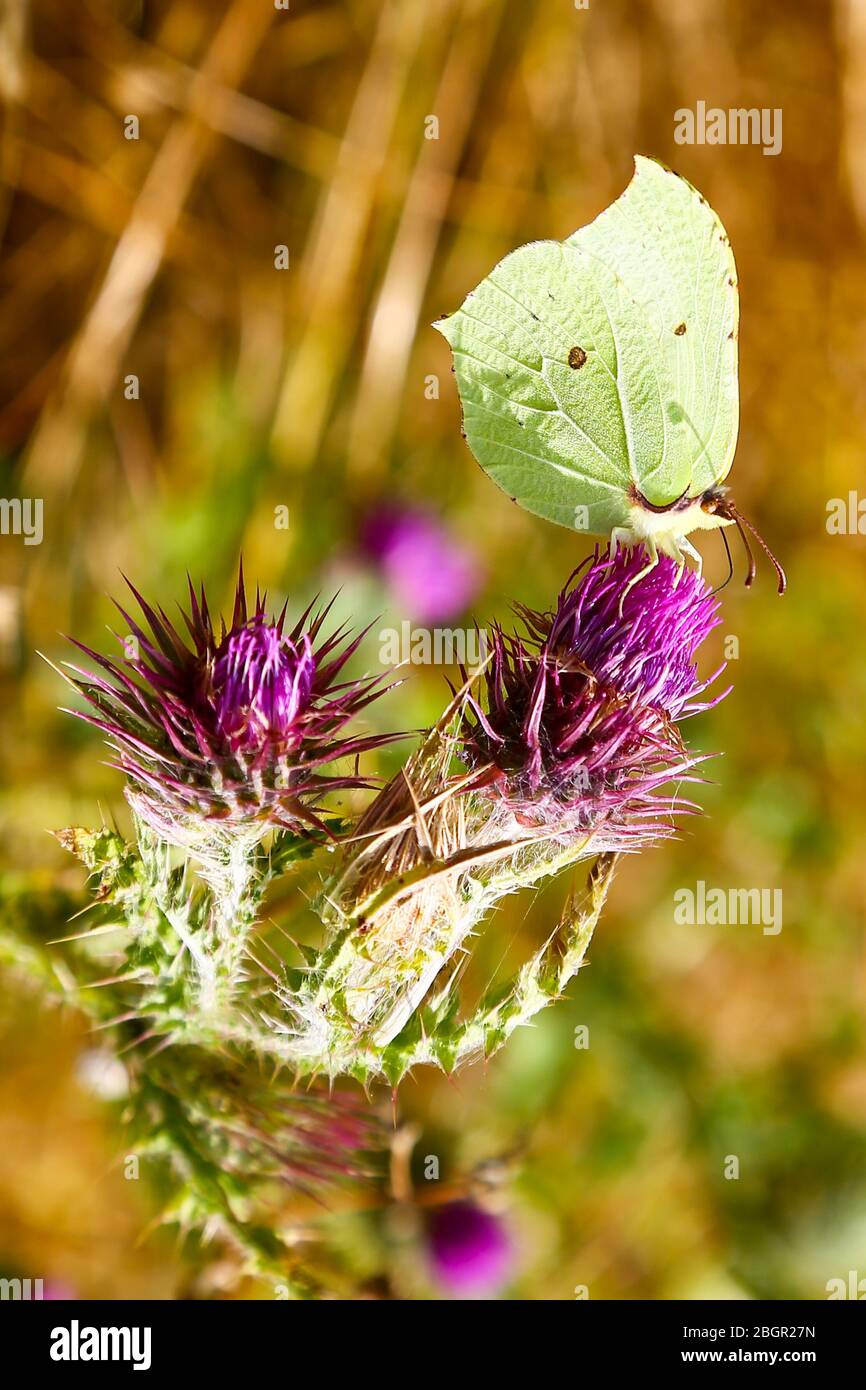 Una farfalla Brimstone comune (Gonepteryx rhamni) su un Thistle comune, (Cirsium vulgare), Inghilterra Regno Unito Foto Stock