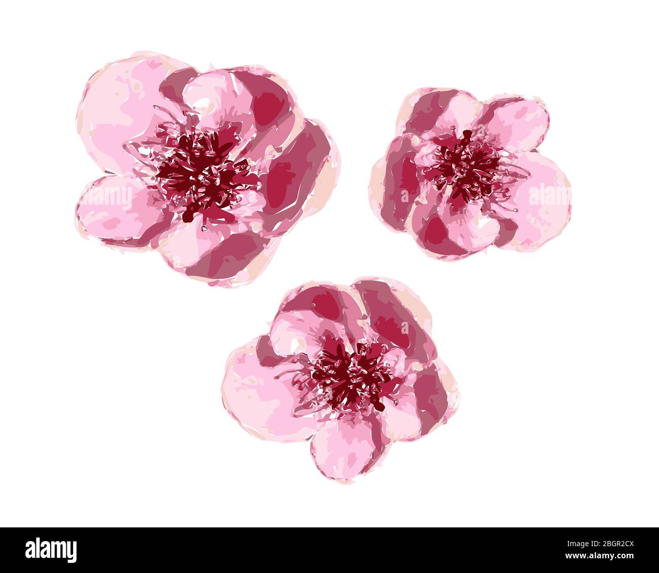 Illustrazione di bei fiori spaziali rosa delicato isolato su sfondo bianco. Fiori di ciliegio singoli adatti per una disposizione unica. Foto Stock