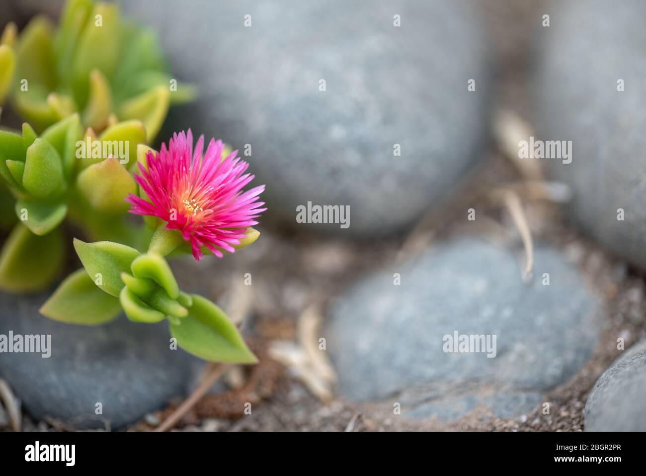 Fioritura rosa brillante piantagione succulenta in giardino di pietra, piccoli succulenti fioriti con foglie verdi Foto Stock